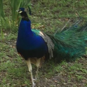 Meet your Posher, Pat